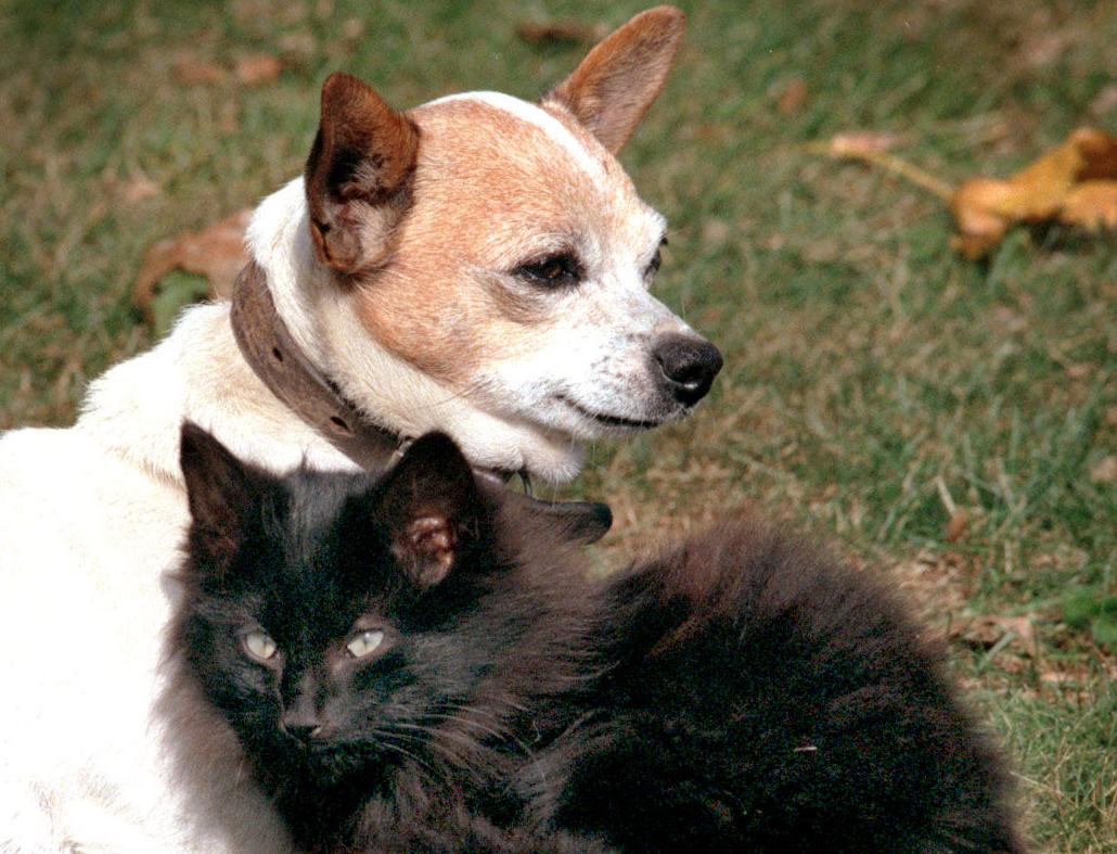 cat and dog